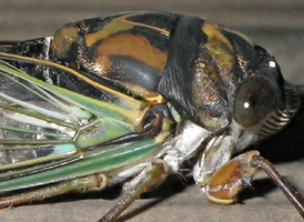 Dog-day Cicada